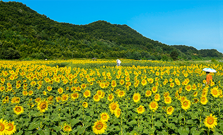 “압도적이야~” 물결치는 해바라기 10만 송이의  풍경