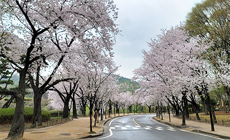 3년만에 직접 보는 인천대공원 벚꽃, 이번주 절정